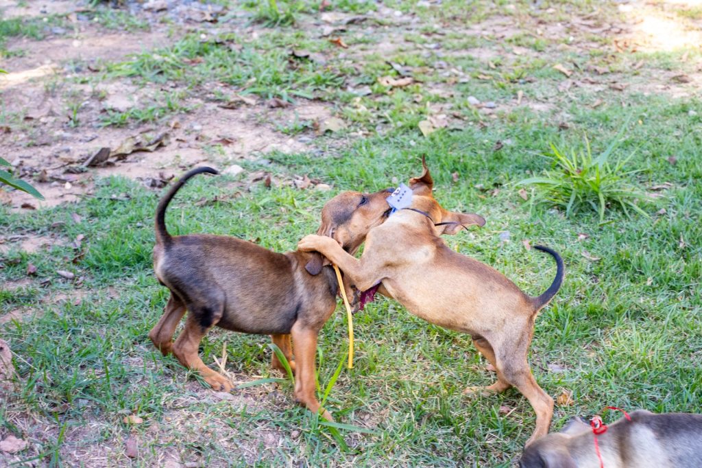 mutirao-de-castracao-atendera-mais-de-40-animais-neste-sabado