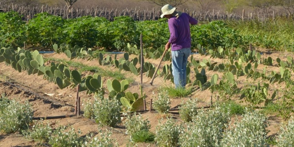 rendimento-de-trabalhador-rural-sobe-5,5%-no-1o-trimestre