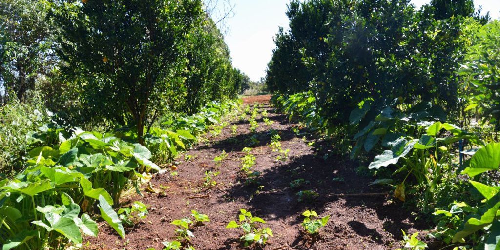 petrobras-participara-de-programa-de-incentivo-a-florestas-produtivas