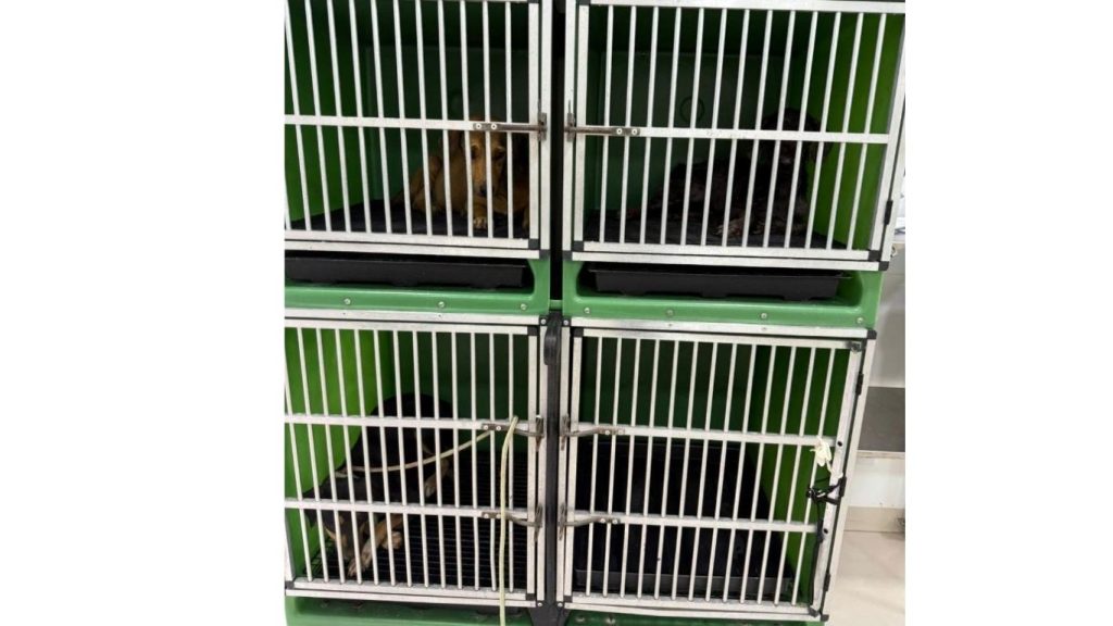 quatro-caes-vitimas-de-maus-tratos-sao-resgatados-e-tutor-e-preso