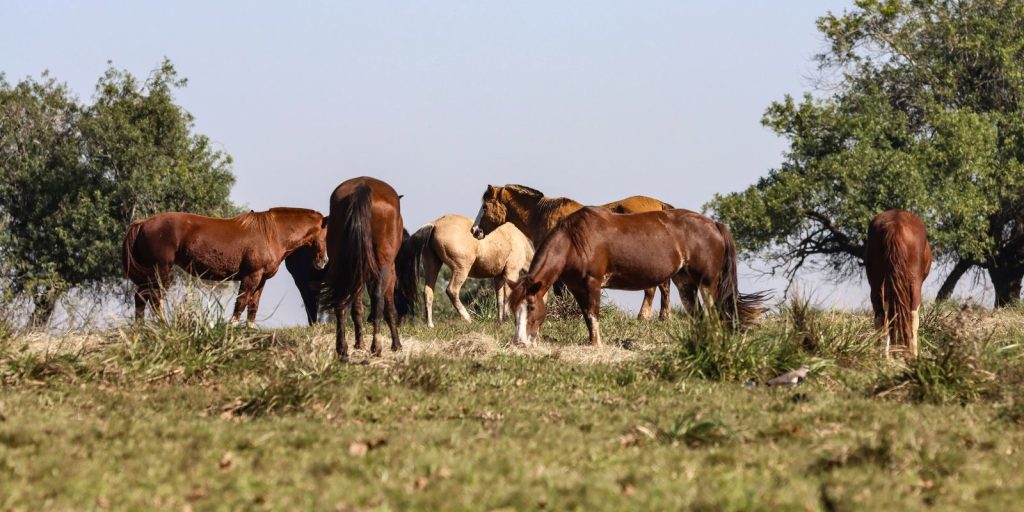 tres-pessoas-tiveram-encefalite-equina-venezuelana-no-am,-diz-fiocruz